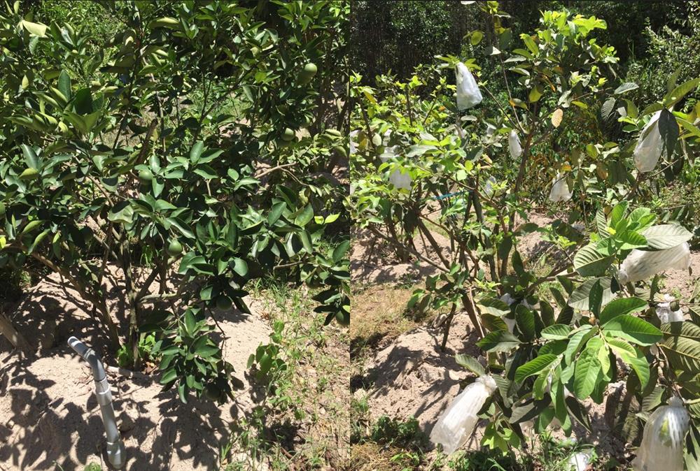đất vườn phước an giá rẻ